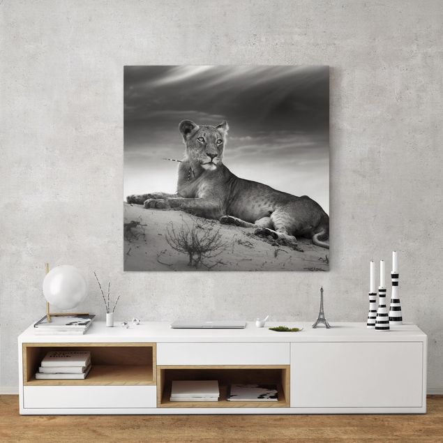 Canvas lion Resting Lion