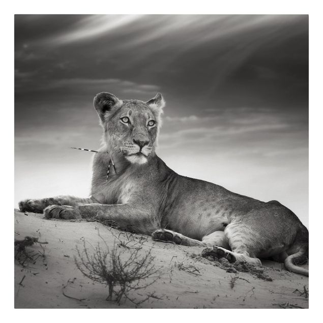 Wall art black and white Resting Lion