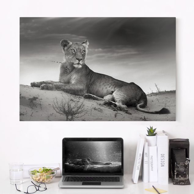 Kitchen Resting Lion