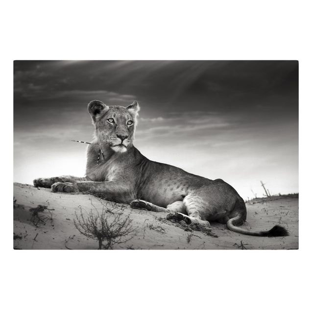 Wall art black and white Resting Lion