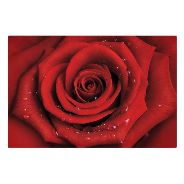 Modern art prints Red Rose With Water Drops