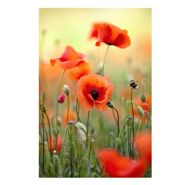 Floral picture Red Summer Poppy