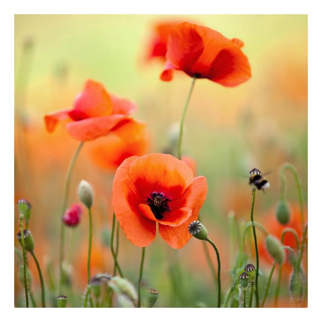 Floral picture Red Summer Poppy