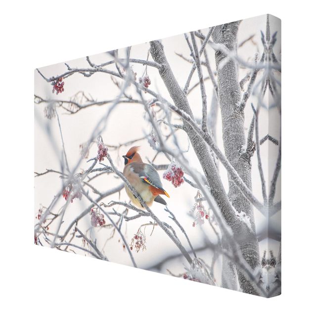 Contemporary art prints Waxwing on a Tree