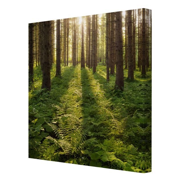 Canvas landscape Sun Rays In Green Forest