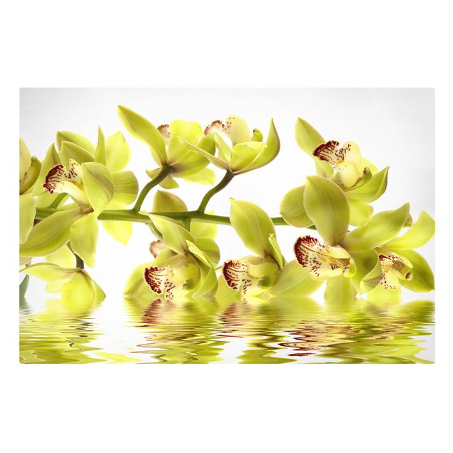 Prints flower Splendid Orchid Waters