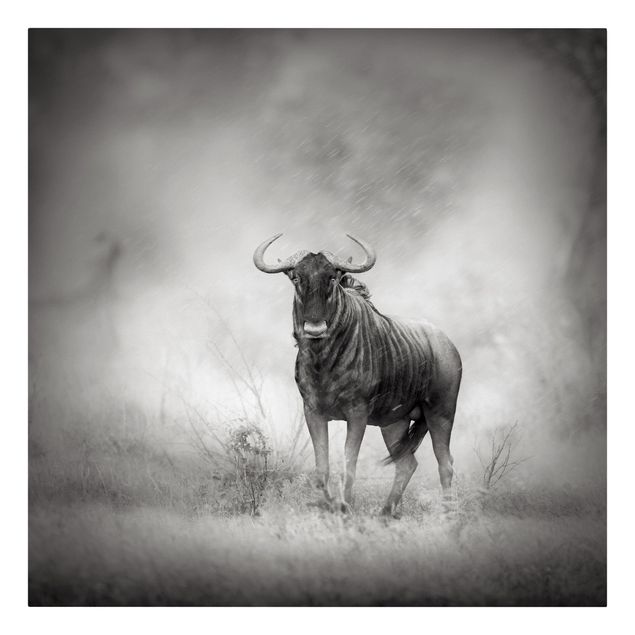 Prints black and white Staring Wildebeest