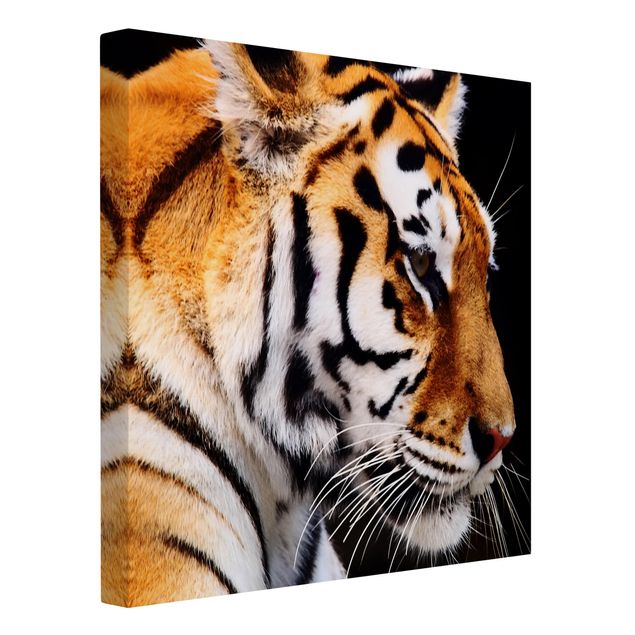 Cat canvas Tiger Beauty