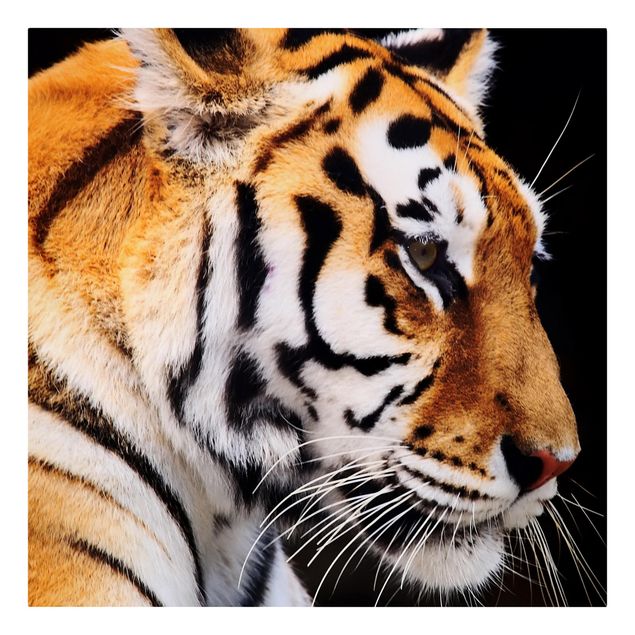Prints animals Tiger Beauty