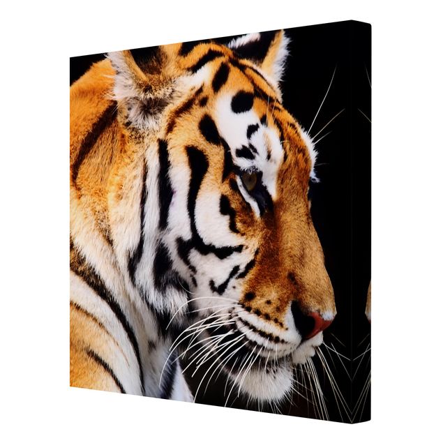 Modern art prints Tiger Beauty