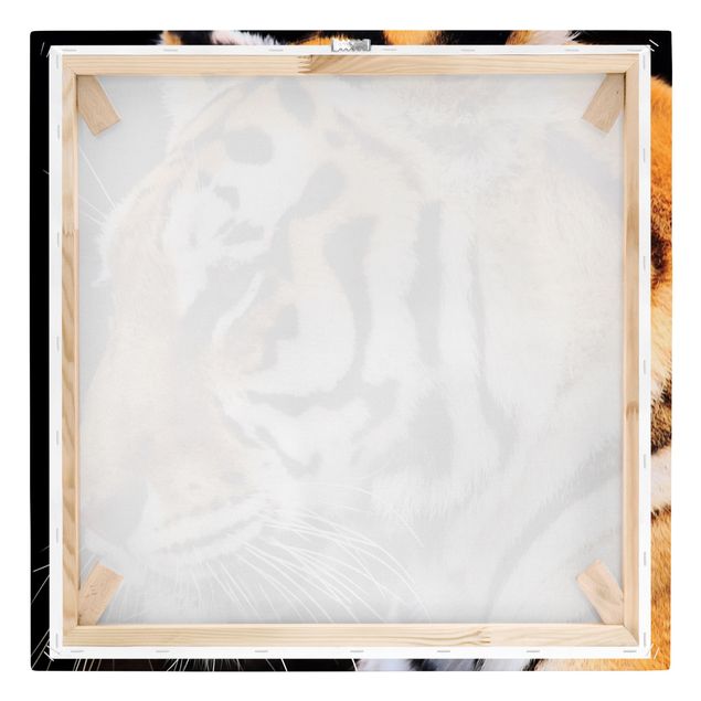 Animal canvas Tiger Beauty