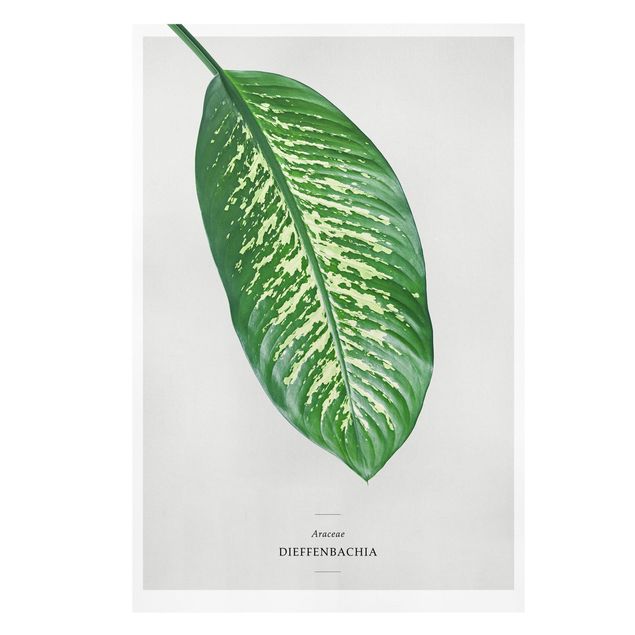 Prints Tropical Leaf Dieffenbachia
