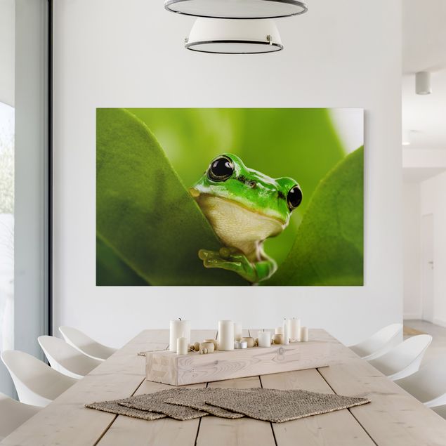 Animal wall art Frog