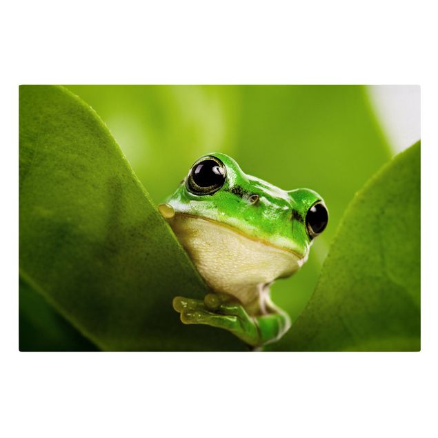 Canvas prints animals Frog