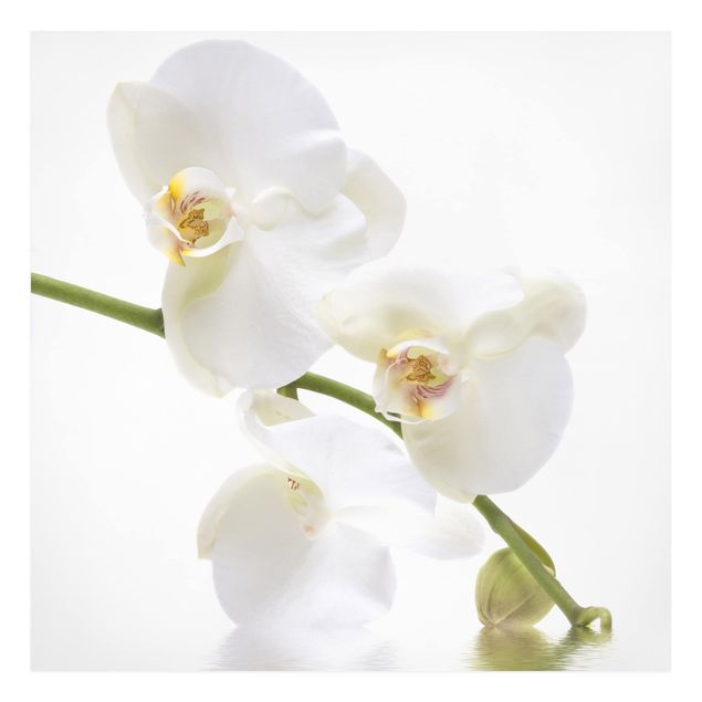 Prints flower White Orchid Waters