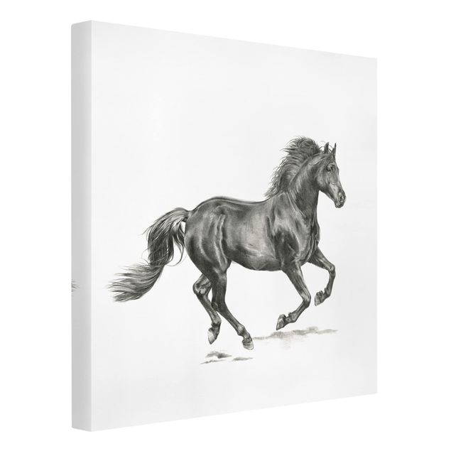 Black and white canvas art Wild Horse Trial - Stallion