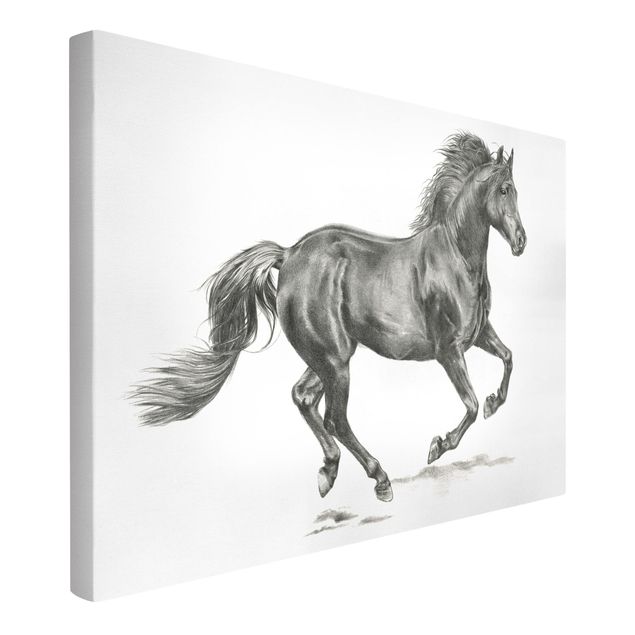 Black and white canvas art Wild Horse Trial - Stallion