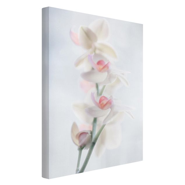 Floral canvas Delicate Orchid