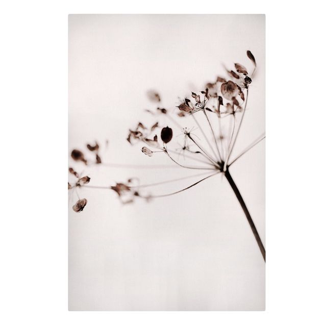 Prints modern Macro Image Dried Flowers In Shadow