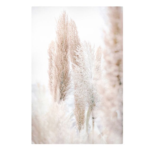 Contemporary art prints Pampas Grass In White Light