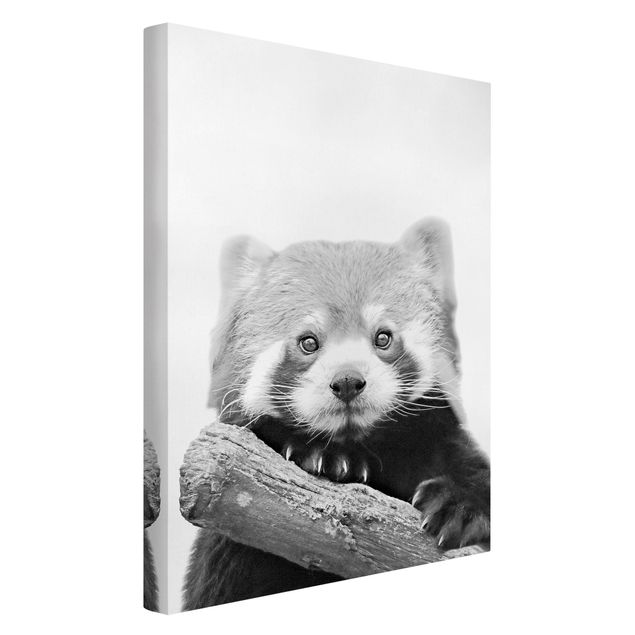 Prints animals Red Panda In Black And White