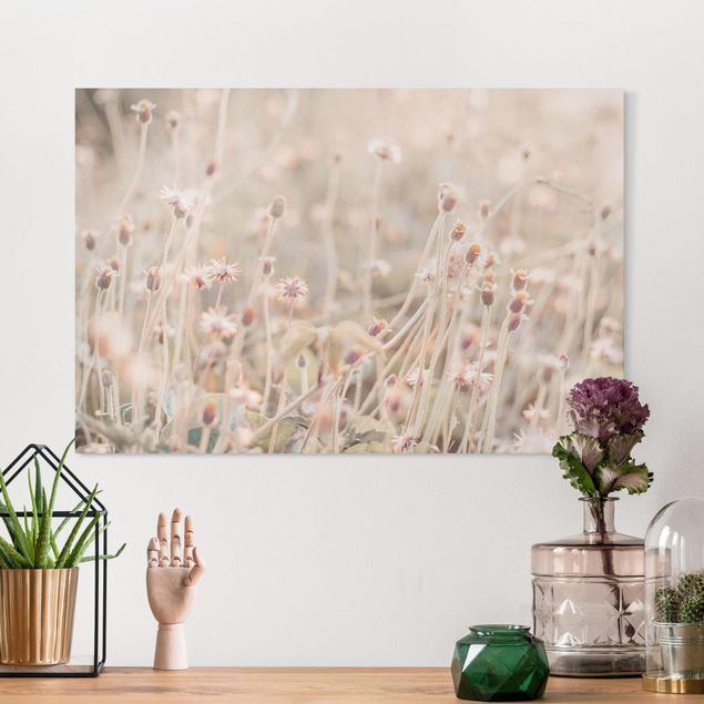 Canvas prints grasses Flowering Meadow In the Sun
