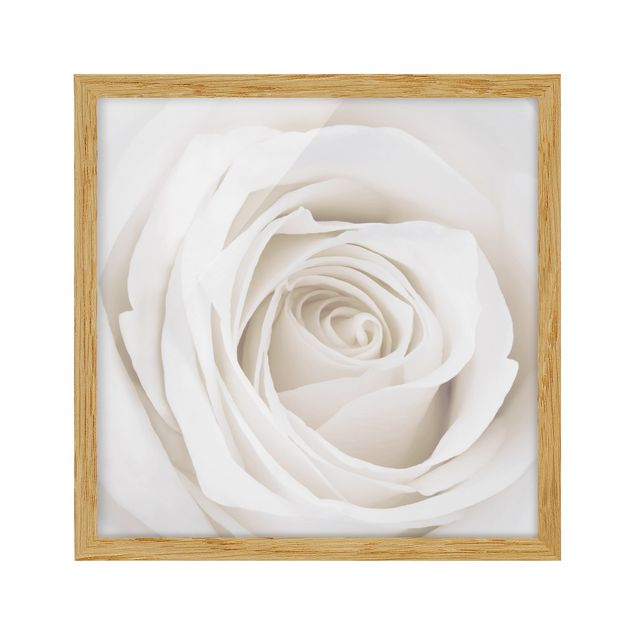 Flowers framed Pretty White Rose