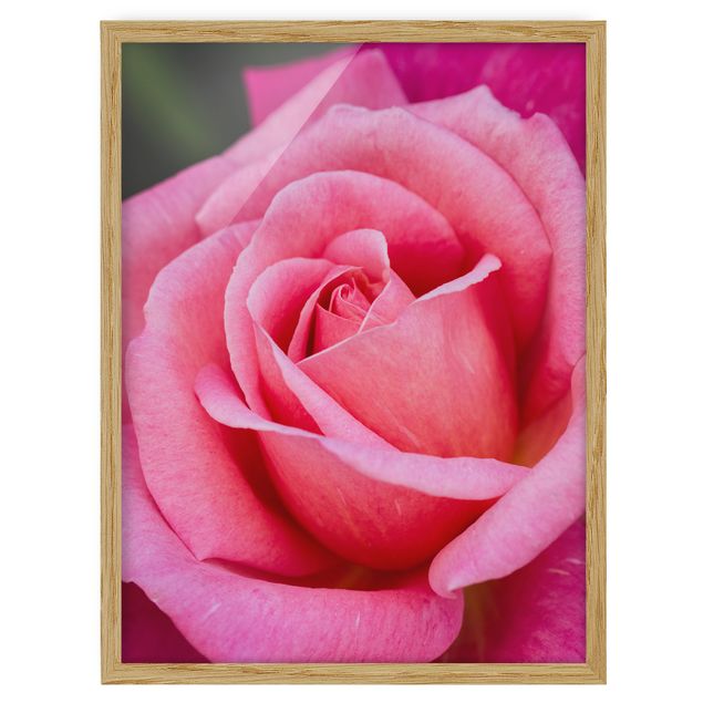 Prints flower Pink Rose Flowers Green Backdrop