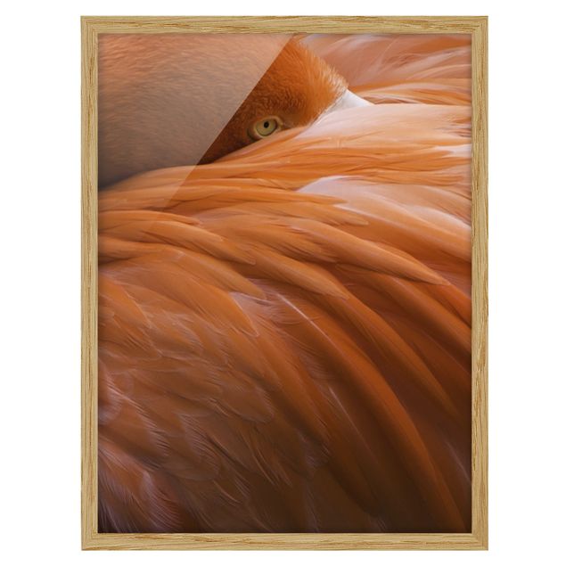 Feather poster Flamingo Feathers