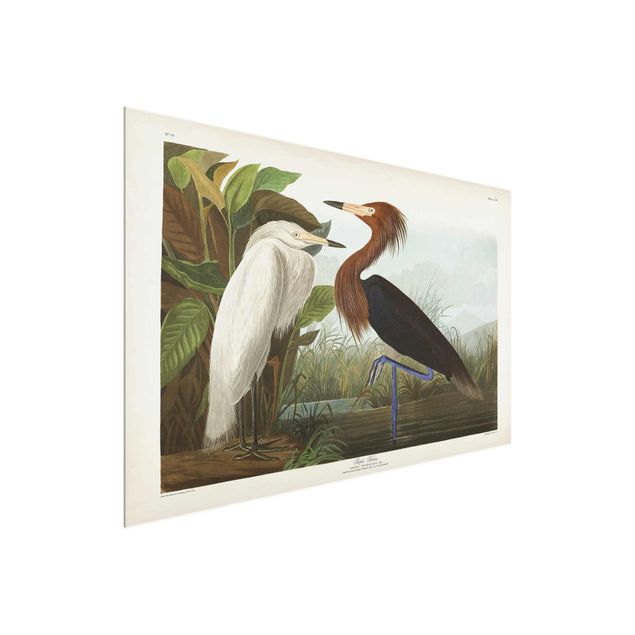 Animal canvas Vintage Board Purple Heron