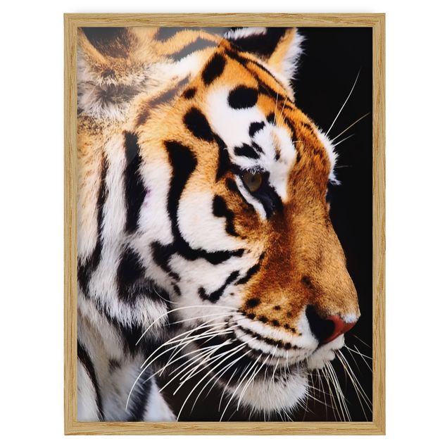 Contemporary art prints Tiger Beauty