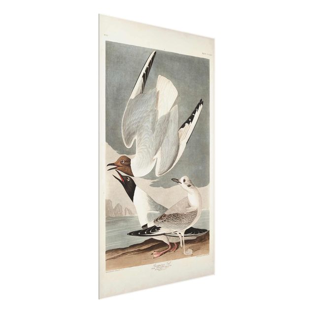 Sea prints Vintage Board Bonaparte Gull