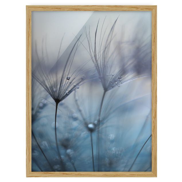 Flower pictures framed Blue Feathers In The Rain