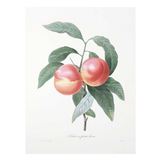 Red canvas wall art Botany Vintage Illustration Peach