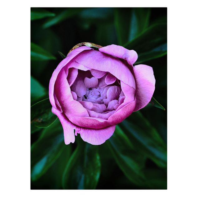 Modern art prints Purple Peonies Blossoms In Front Of Leaves