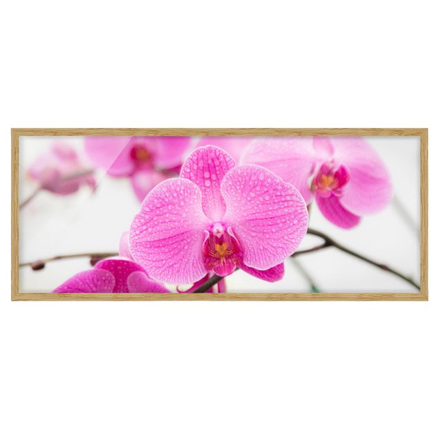 Floral prints Close-Up Orchid