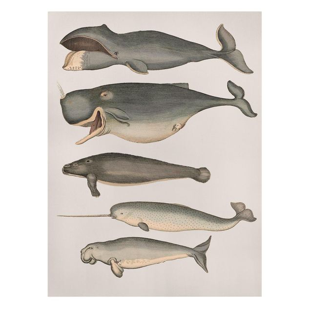 Animal canvas Five Vintage Whales