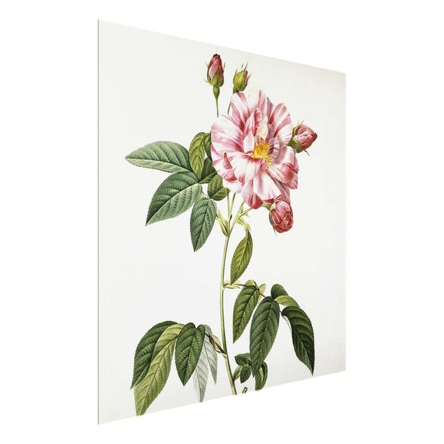 Art style Pierre Joseph Redoute - Pink Gallica Rose
