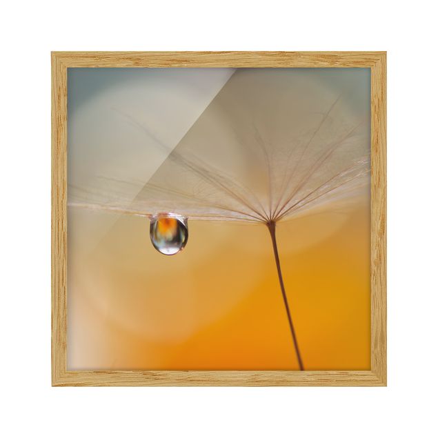 Flower pictures framed Dandelion In Orange