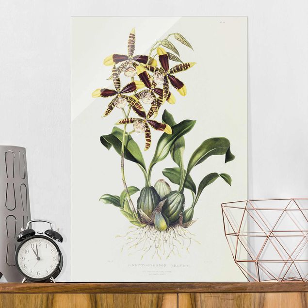 Glass prints orchid Maxim Gauci - Orchid II