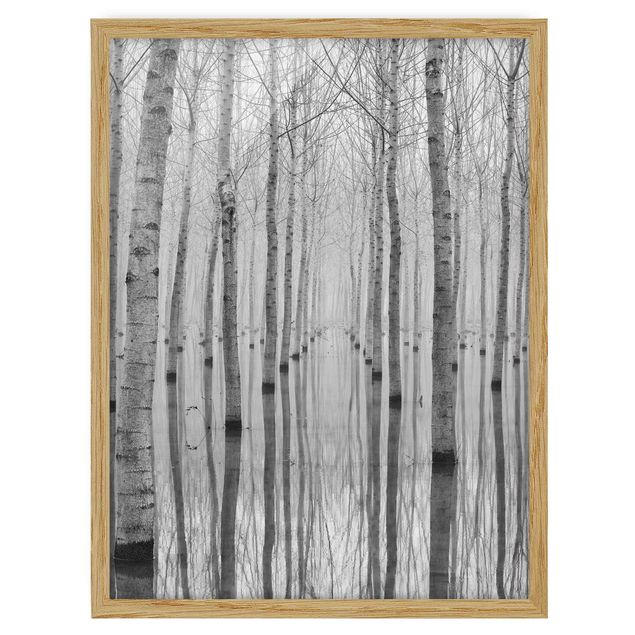 Prints modern Birches In November