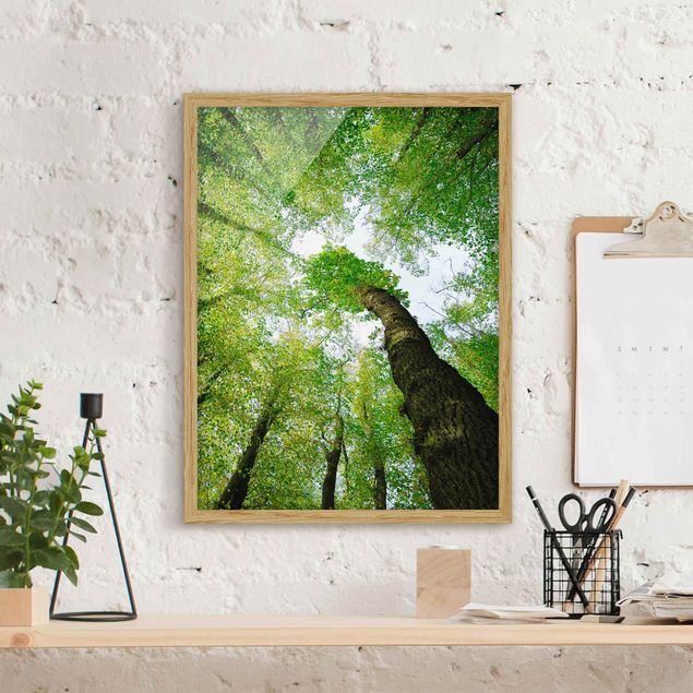 Landscape canvas prints Trees Of Life