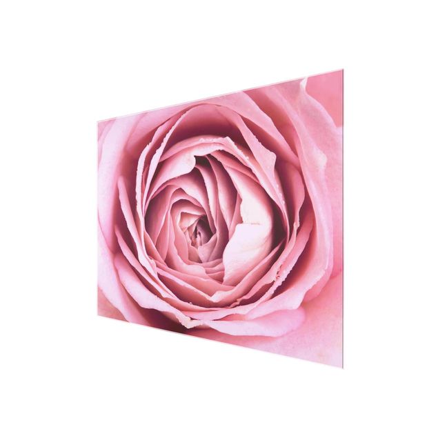Floral picture Pink Rose Blossom