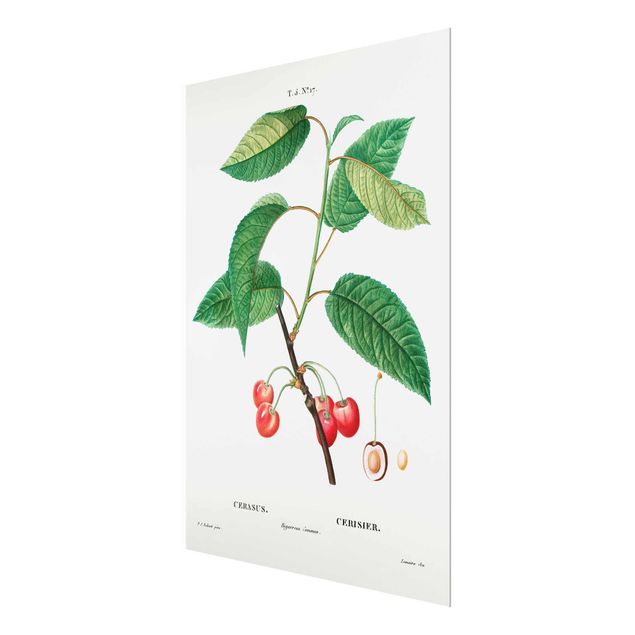 Prints Botany Vintage Illustration Red Cherries