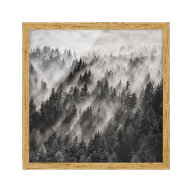 Contemporary art prints Light Rays In The Coniferous Forest