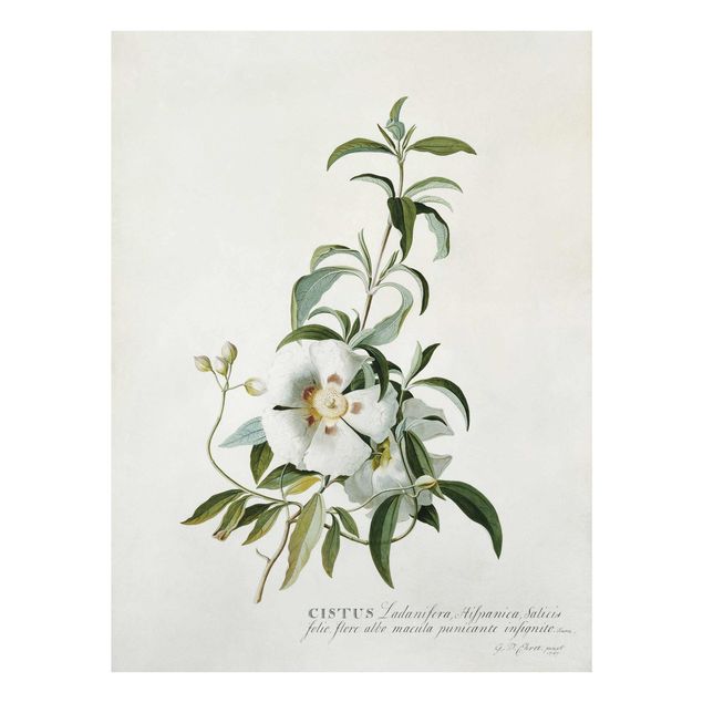 Glass prints flower Georg Dionysius Ehret - Rockrose