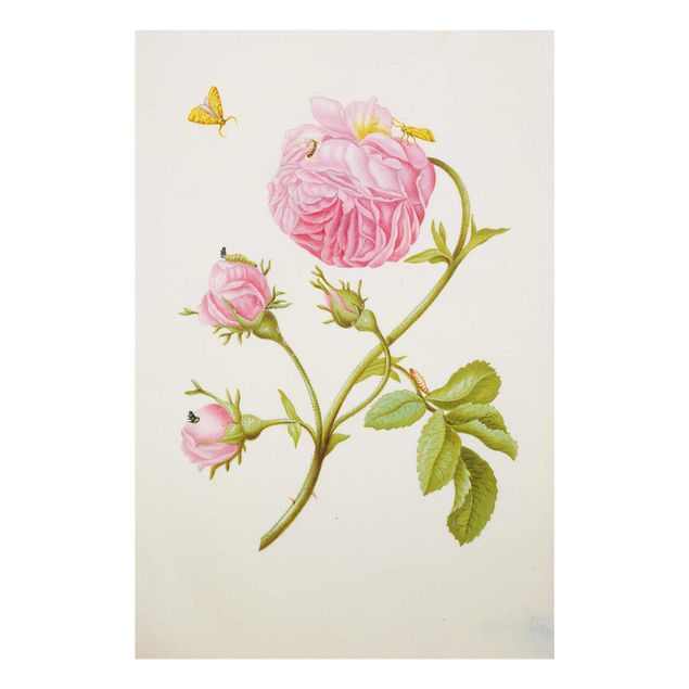 Canvas art Anna Maria Sibylla Merian - Wild Rose With Gracillariidae