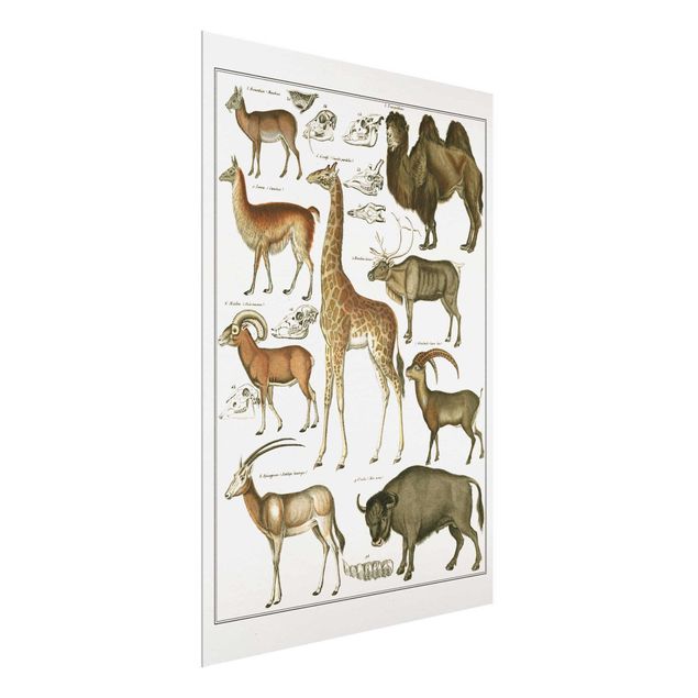 Glass prints landscape Vintage Board Giraffe, Camel And IIama