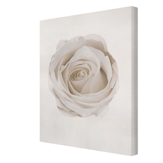 Prints WaterColours - Pretty White Rose