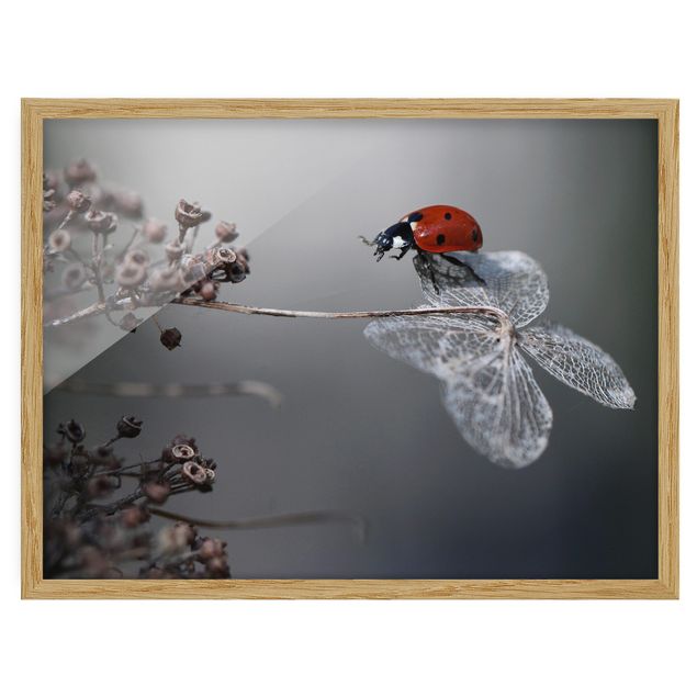 Floral prints Ladybird On Hydrangea